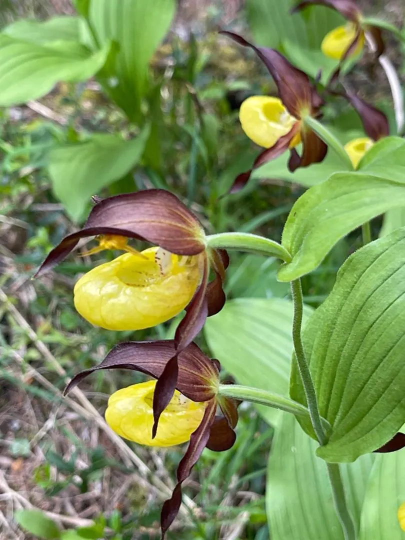 Frauenschuh-Orchideen vor den Talwänden